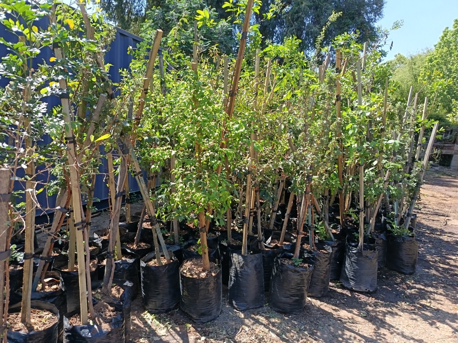 trees